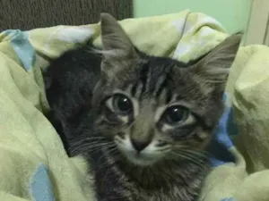 Gato raça SRD idade 2 a 6 meses nome Tom