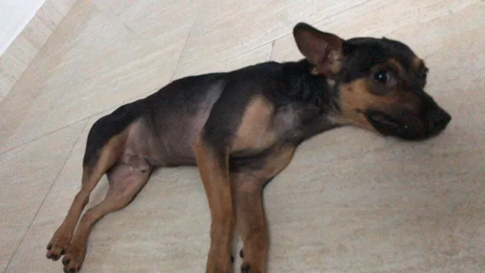 Cachorro ra a  idade 7 a 11 meses nome Bolt