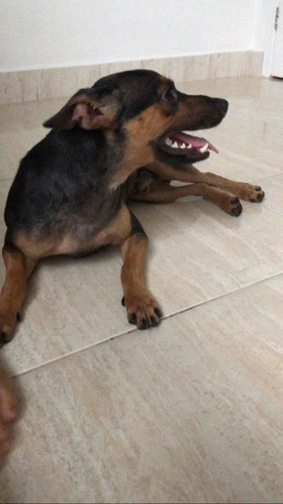 Cachorro ra a  idade 7 a 11 meses nome Bolt