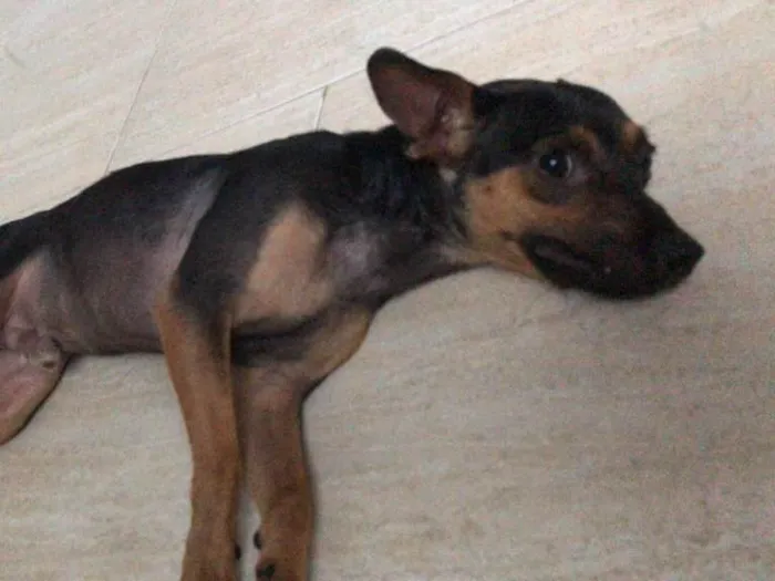 Cachorro ra a  idade 7 a 11 meses nome Bolt