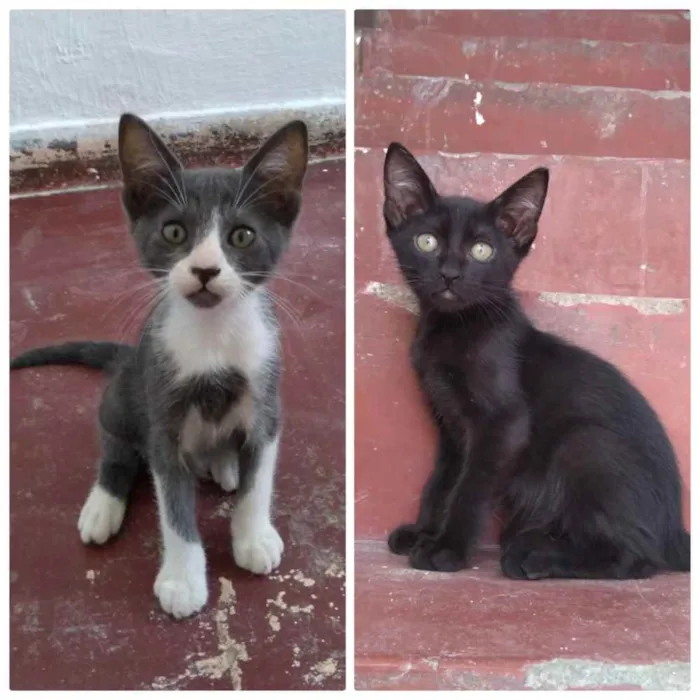 Gato ra a Não Indentificada idade 2 a 6 meses nome Sem nome, são 2.