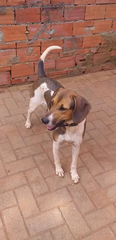 Cachorro ra a INDEFINIDA idade 7 a 11 meses nome kALY