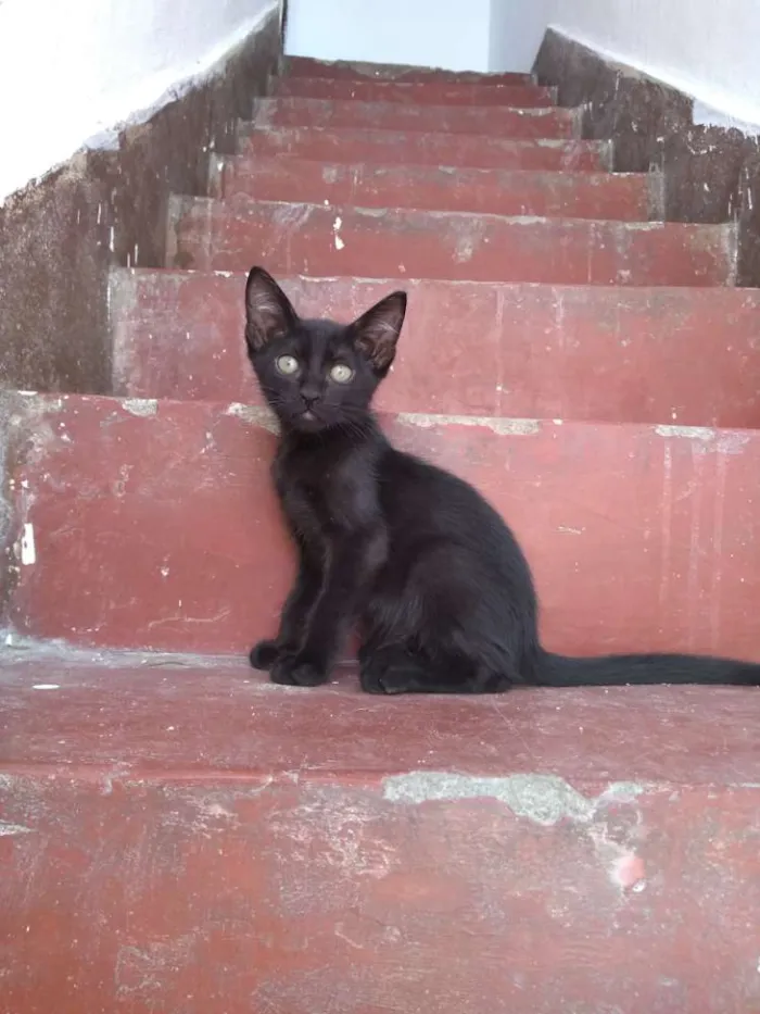 Gato ra a Não Indentificada idade 2 a 6 meses nome Sem nome, são 2.