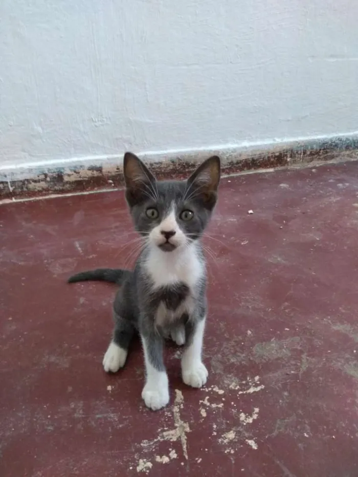 Gato ra a Não Indentificada idade 2 a 6 meses nome Sem nome, são 2.