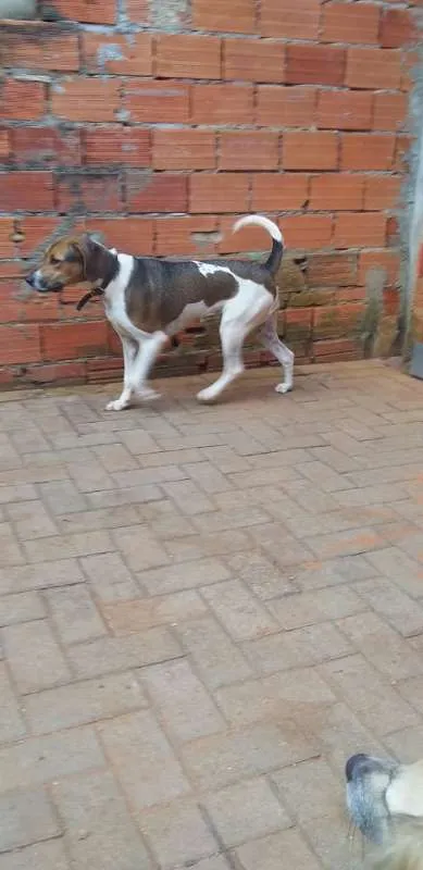Cachorro ra a INDEFINIDA idade 7 a 11 meses nome kALY
