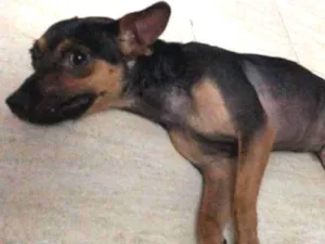 Cachorro raça  idade 7 a 11 meses nome Bolt