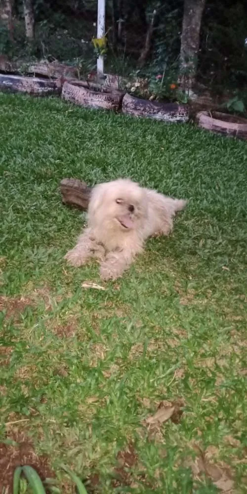 Cachorro ra a SchiHTZu idade 6 ou mais anos nome Nenê