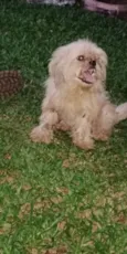 Nenê