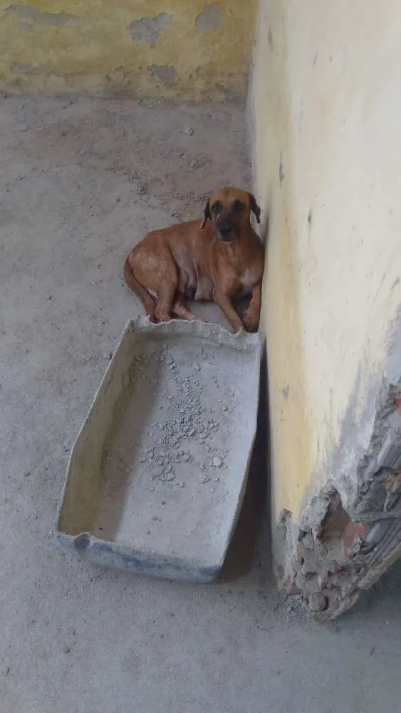 Cachorro raça  idade Abaixo de 2 meses nome Diversos