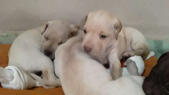 Cachorro ra a Fila  idade Abaixo de 2 meses nome Sem nome ainda