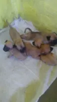 Diversos
