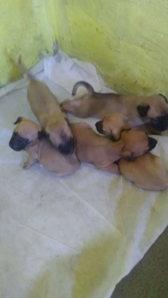 Cachorro raça  idade Abaixo de 2 meses nome Diversos