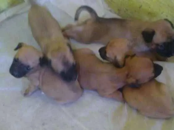 Cachorro raça  idade Abaixo de 2 meses nome Diversos