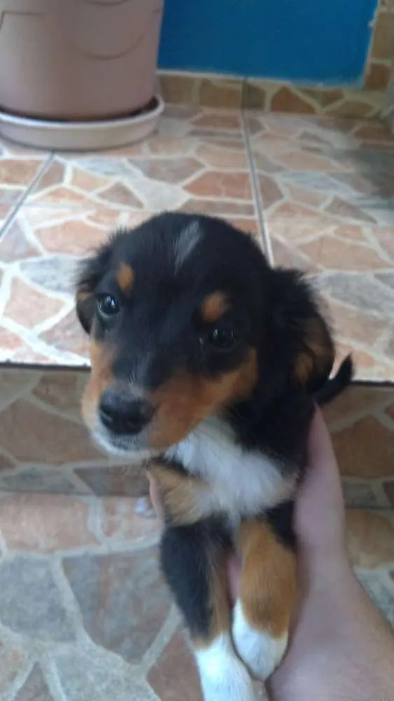 Cachorro ra a Viralata com ascendencia em po idade 2 a 6 meses nome Sena