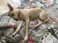 Cachorro raça sem raça definida idade 7 a 11 meses nome Laika