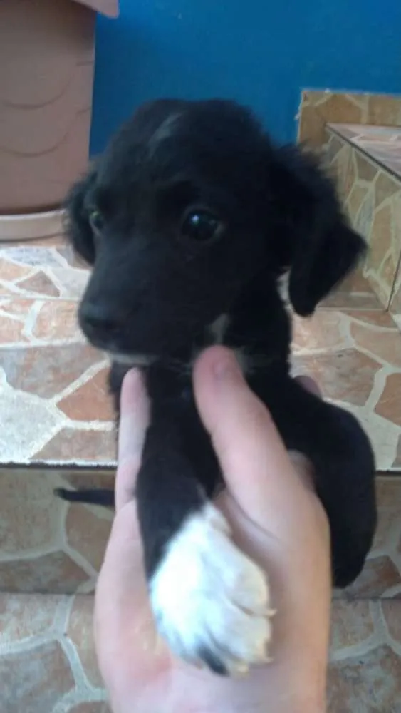 Cachorro ra a Viralata com ascendencia em po idade 2 a 6 meses nome Sabuza