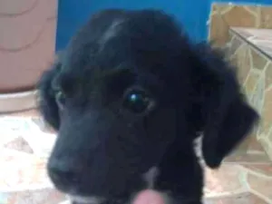 Cachorro raça Viralata com ascendencia em po idade 2 a 6 meses nome Sabuza