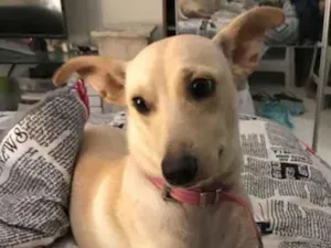 Cachorro raça sem raça definida idade 7 a 11 meses nome Laika