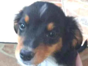 Cachorro raça Viralata com ascendencia em po idade 2 a 6 meses nome Sena