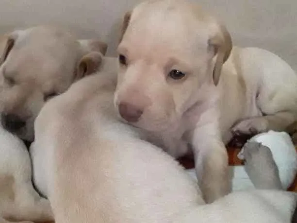 Cachorro ra a Fila  idade Abaixo de 2 meses nome Sem nome ainda