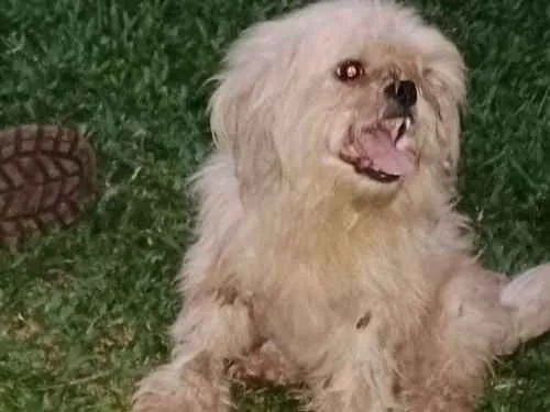 Cachorro ra a SchiHTZu idade 6 ou mais anos nome Nenê