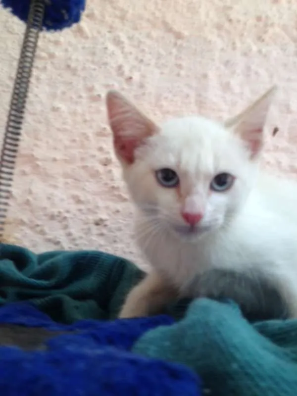 Gato ra a SRD idade 2 a 6 meses nome Floquinho