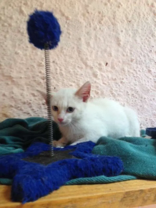 Gato ra a SRD idade 2 a 6 meses nome Floquinho