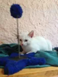 Floquinho