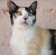 Pitanga
