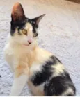 Pitanga