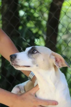 Cachorro raça SRD idade  nome Ana Clara