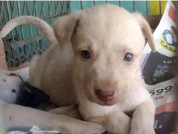 Cachorro ra a Vira Lata idade 2 a 6 meses nome Mini Mike