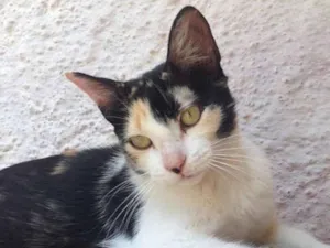 Gato raça SRD idade 7 a 11 meses nome Pitanga