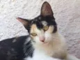 Pitanga