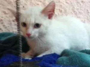 Gato raça SRD idade 2 a 6 meses nome Floquinho