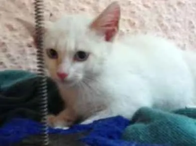 Gato ra a SRD idade 2 a 6 meses nome Floquinho
