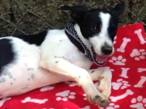 Cachorro raça SRD idade 2 a 6 meses nome Poppy