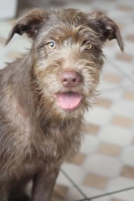 Cachorro ra a  idade 2 a 6 meses nome Toddy Filhote