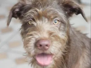 Cachorro raça  idade 2 a 6 meses nome Toddy Filhote