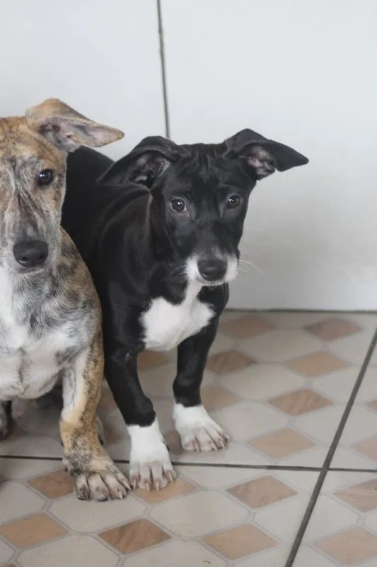 Cachorro ra a  idade 7 a 11 meses nome Pepita Filhote