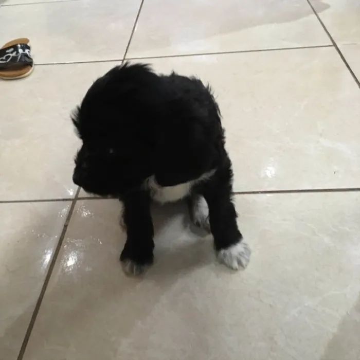 Cachorro ra a Poodles com boder collie  idade 2 a 6 meses nome Sem nomes filhotes