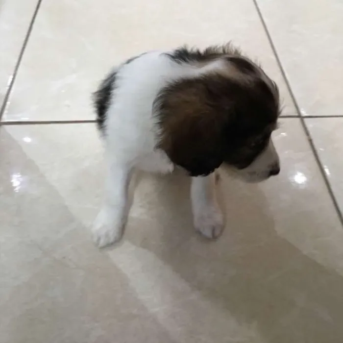 Cachorro ra a Poodles com boder collie  idade 2 a 6 meses nome Sem nomes filhotes
