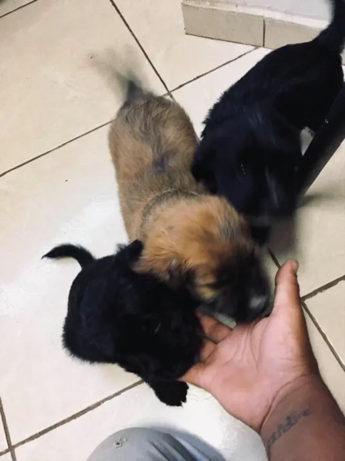 Cachorro ra a Poodles com boder collie  idade 2 a 6 meses nome Sem nomes filhotes