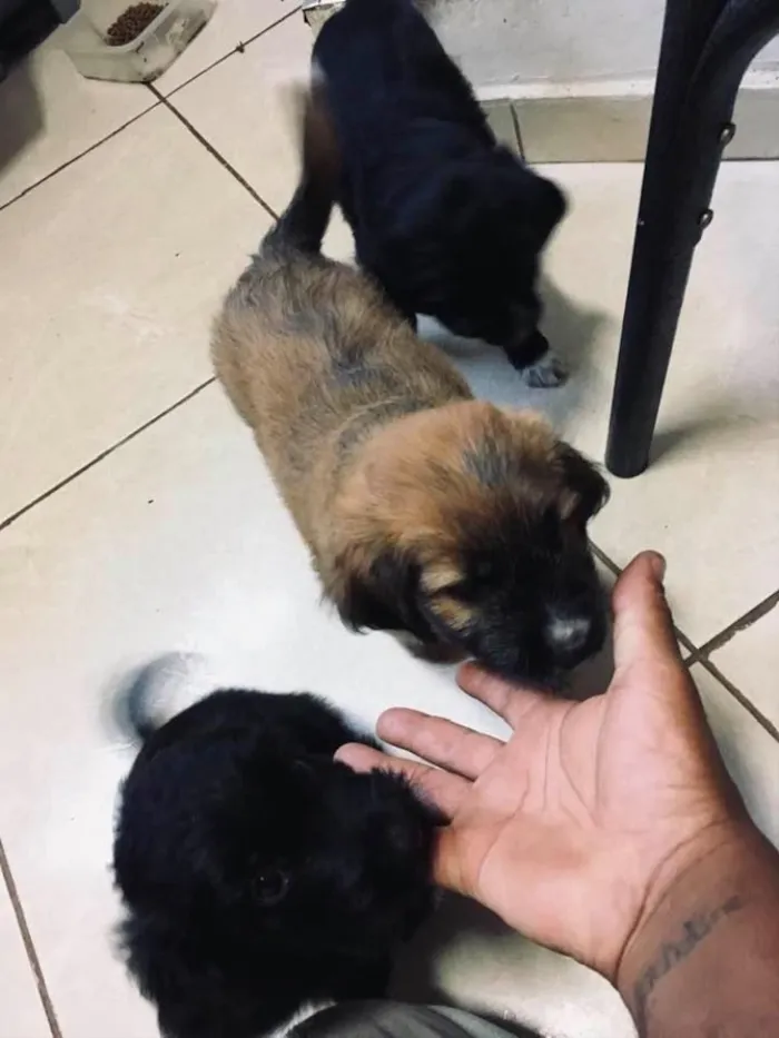 Cachorro ra a Poodles com boder collie  idade 2 a 6 meses nome Sem nomes filhotes