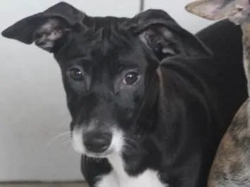 Cachorro ra a  idade 7 a 11 meses nome Pepita Filhote