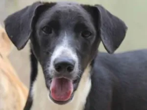 Cachorro raça  idade 7 a 11 meses nome Eros Filhote