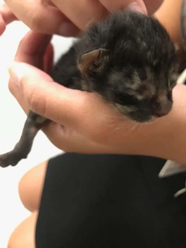 Gato ra a Vira-Lata idade Abaixo de 2 meses nome Sem Nome