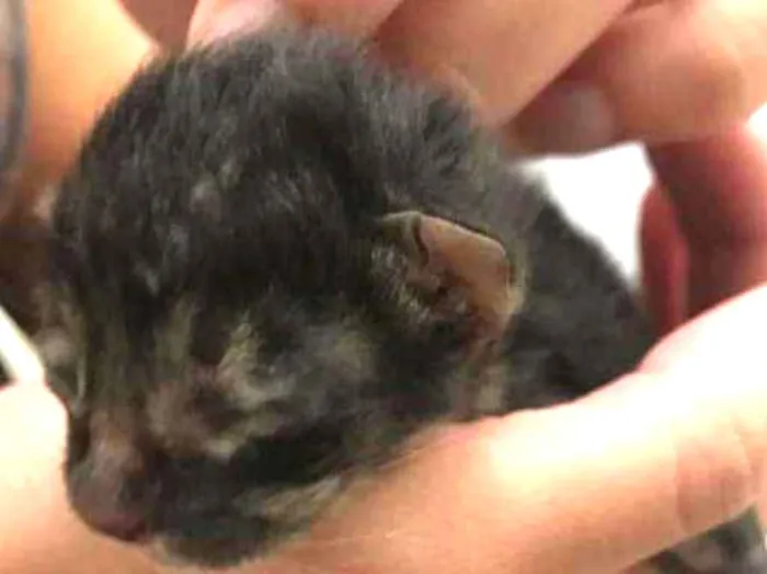 Gato ra a Vira-Lata idade Abaixo de 2 meses nome Sem Nome
