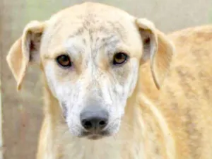 Cachorro raça  idade 7 a 11 meses nome Pandora Filhote