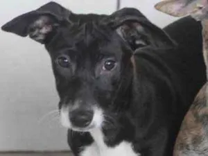 Cachorro raça  idade 7 a 11 meses nome Pepita Filhote